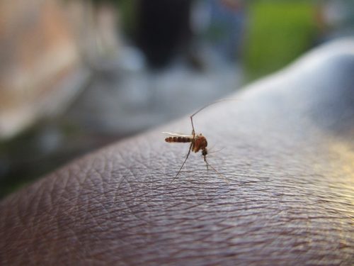 mosquito dengue FOTO Pixabay